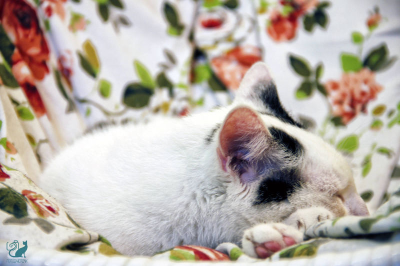 Śpiący biały kot, piękny kot, śliczny kotek, śliczny kotek zdjęcie, ślczne kotki, śliczne kotki zdjęcia, śliczne kotki