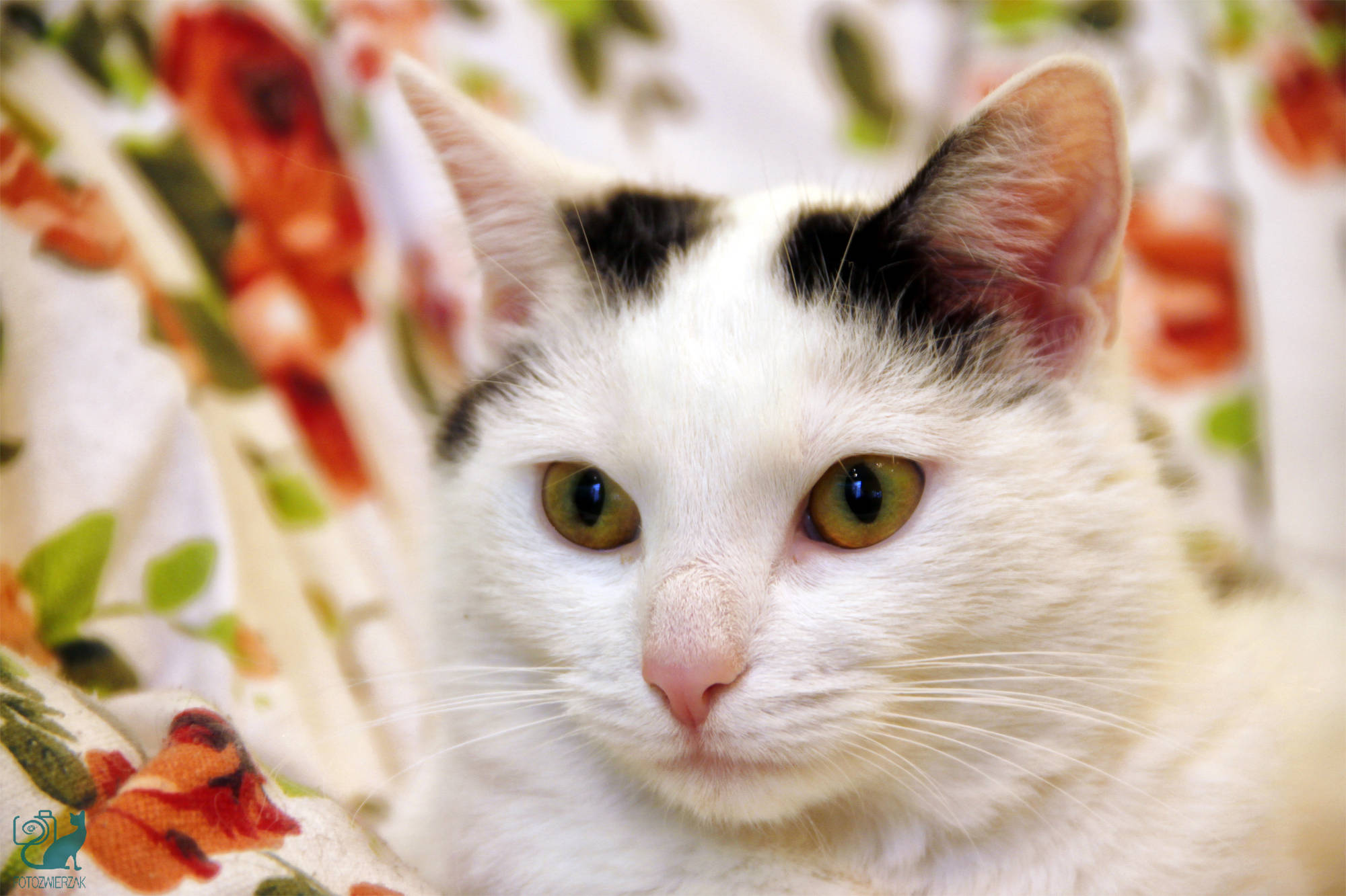 biały kot spojrzenia, kot europejski, piękny kot, dzikie spojrzenie