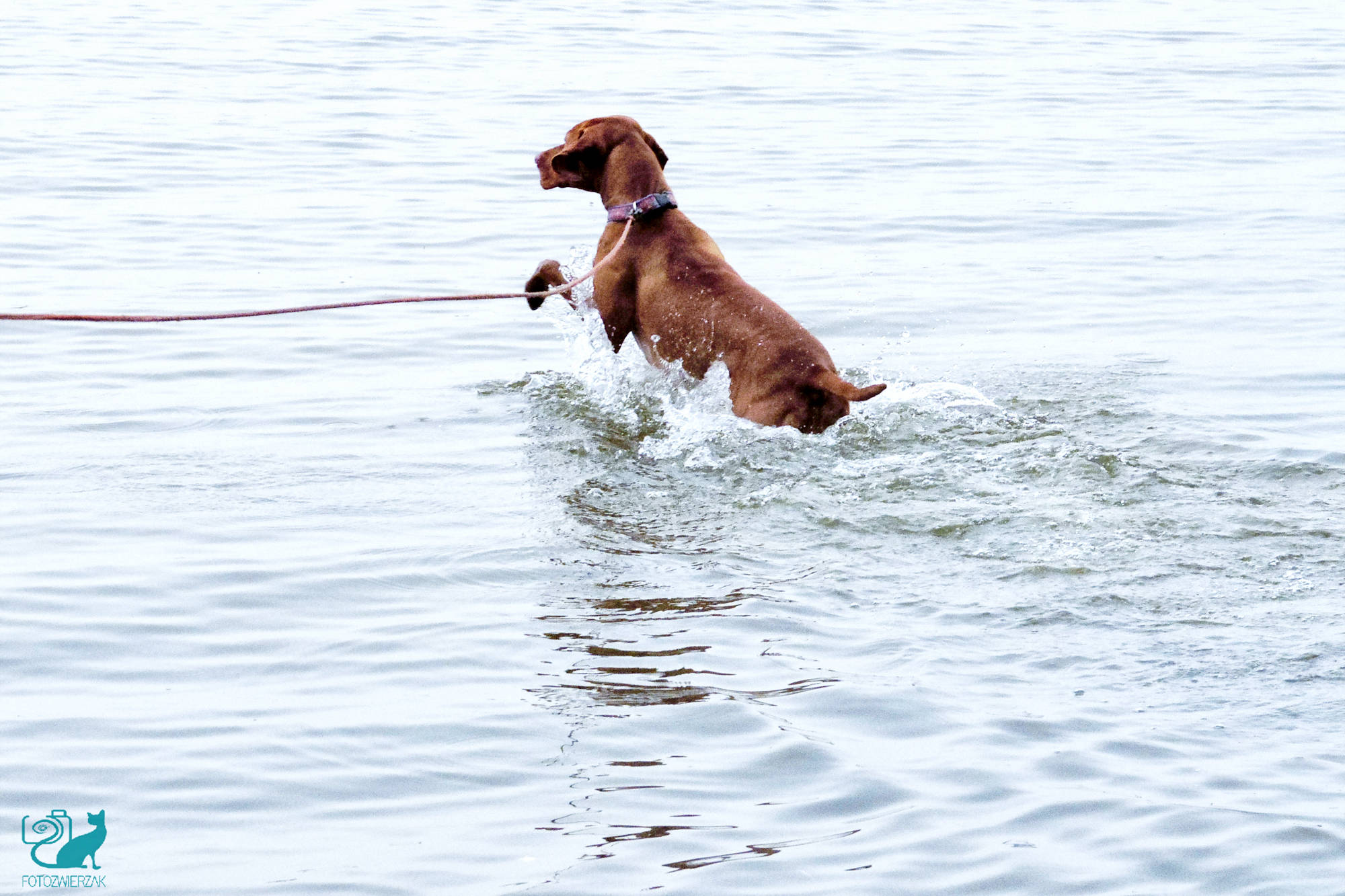psi pływak, pływający pies, pies w wodzie, czas zabawy, śmieszny pies