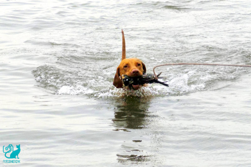 wyżeł weimarski, pływający wyżeł weimarski, pływahjący pies, bawiący się pies, pies myśliwski