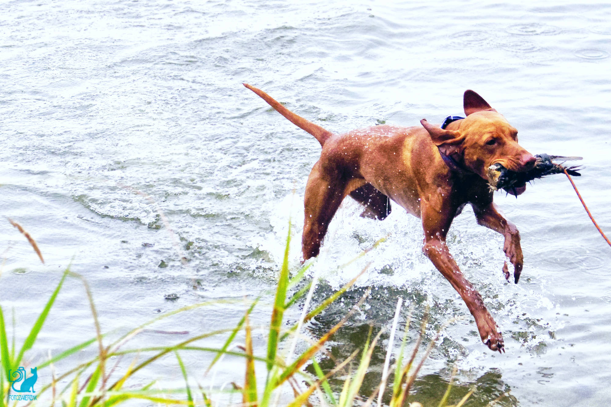 pies wodny, psi pływak, bawiący się pies, rudy pies, polowanie w wodzie, wyżełek, pies myśliwski