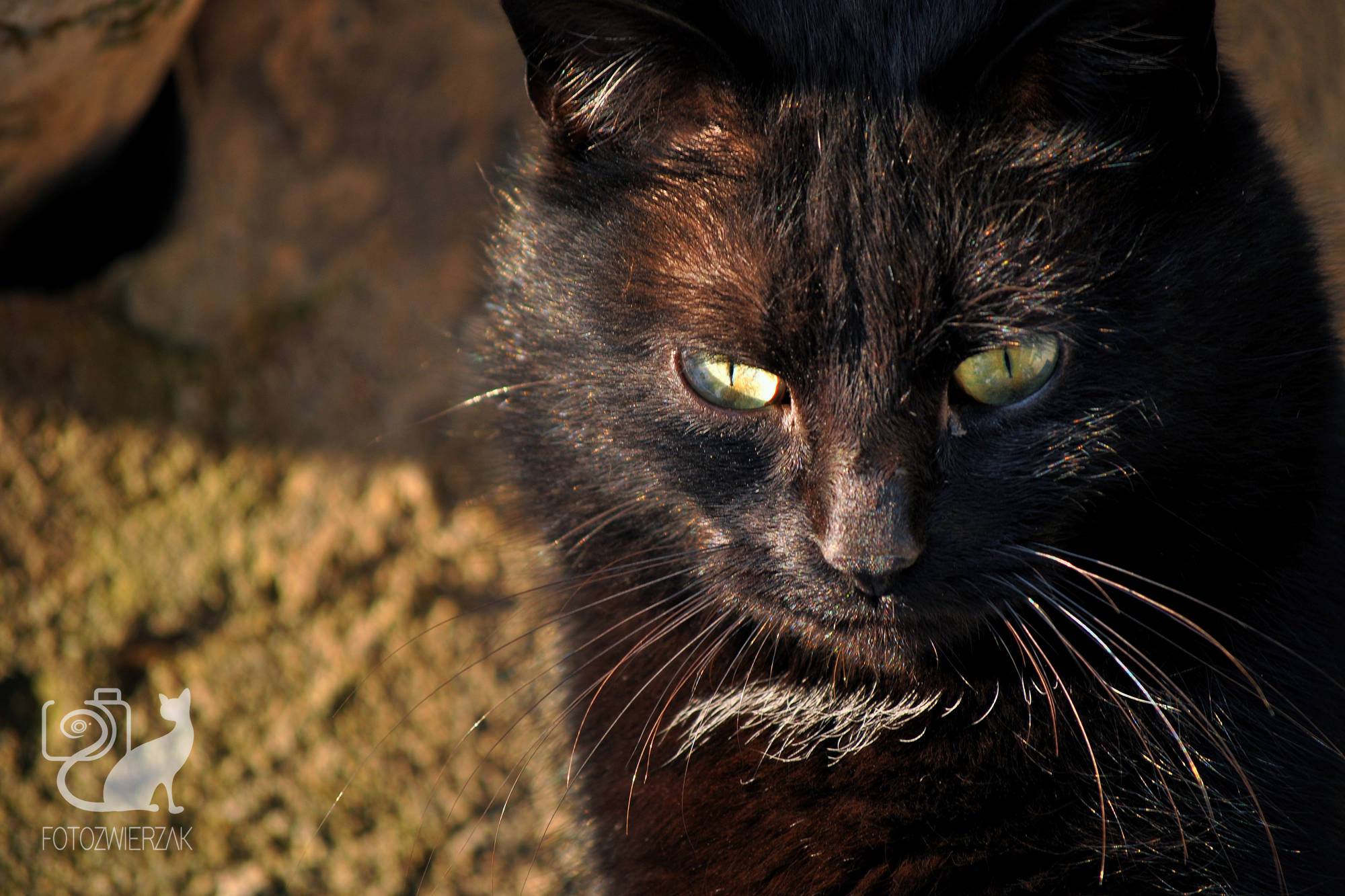 zamyślony czarny kot, pękny kot, kocie spojrzenie, miska taka pusta