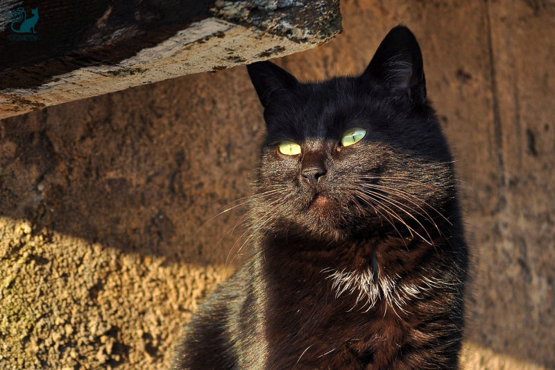 Czarny kot, koci majestat, dumny kot, kot władca internetu, piękny kot, żółte oczy, 