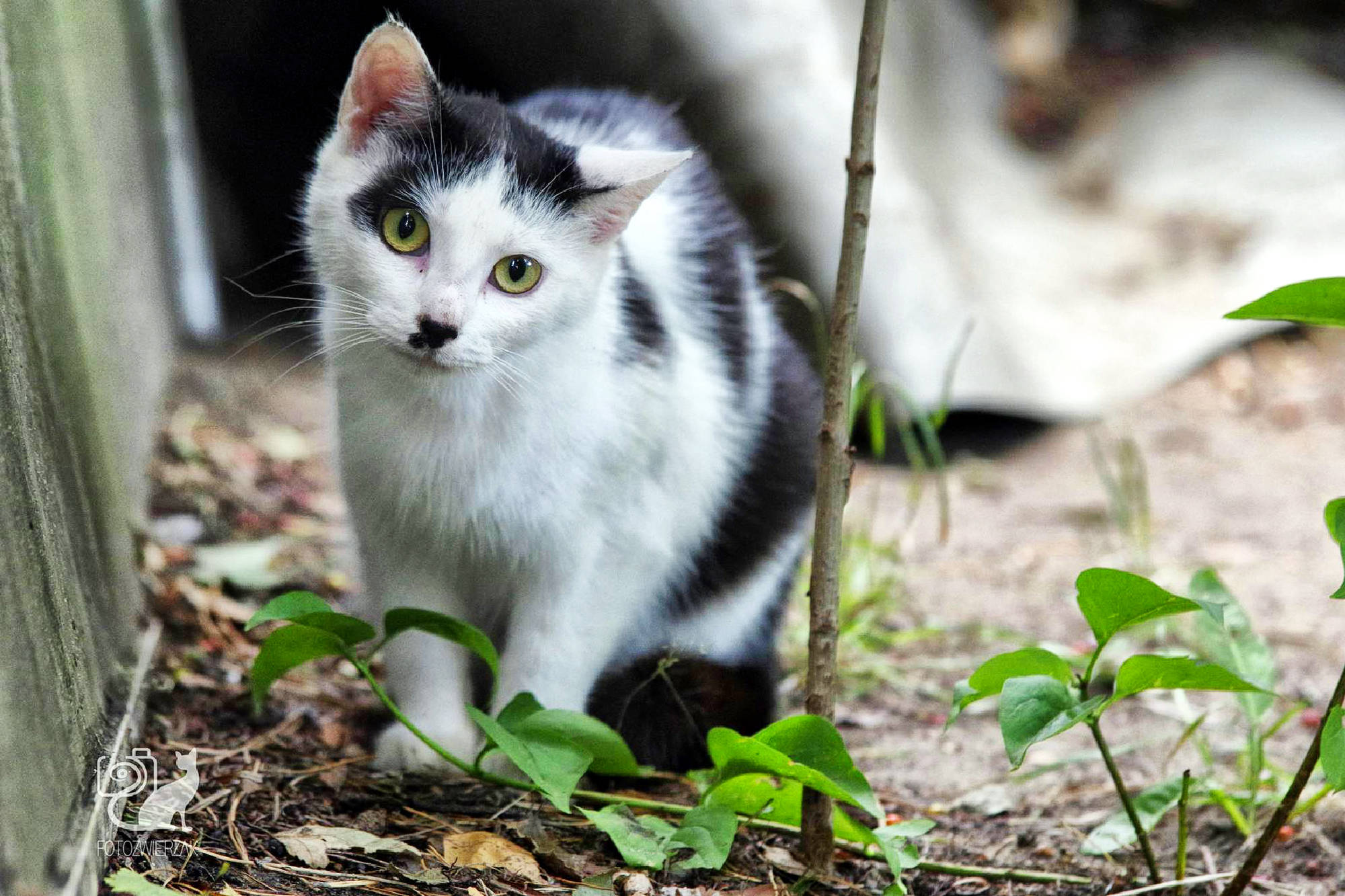 Mały kotek, mały kotek zdjęcie, małe kotki zdjęcia, kociątko, mały biały kotek, czarny nosek, piękne oczka, niewinne spojrzenie