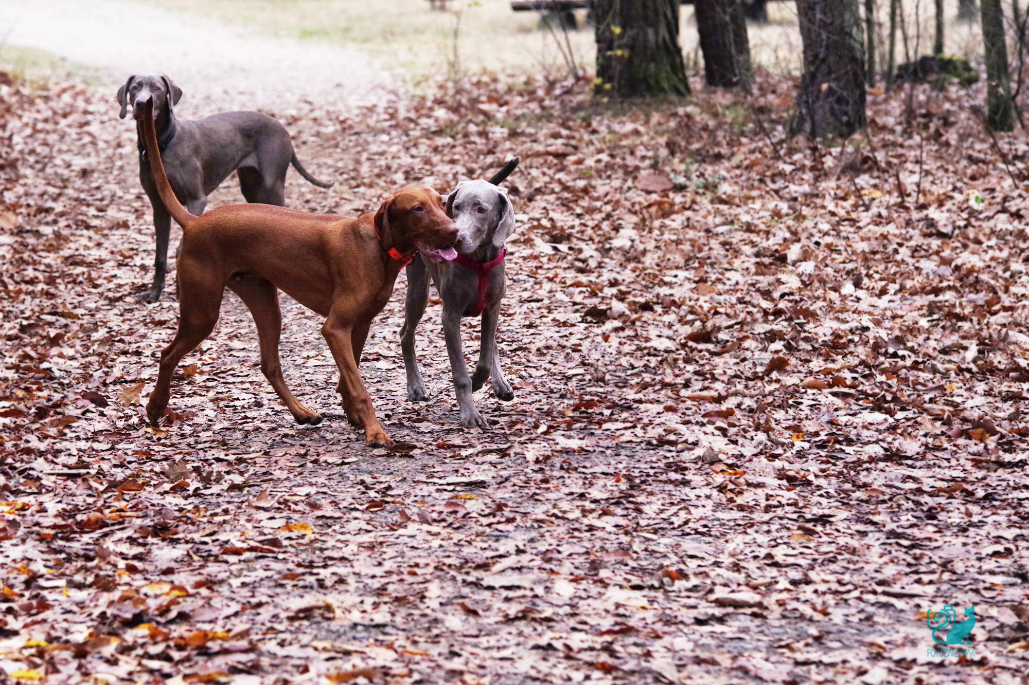 psy w parku, wyżeł weimarski, szaraczki, rudy pies, spacer po parku, śliczne psiaki
