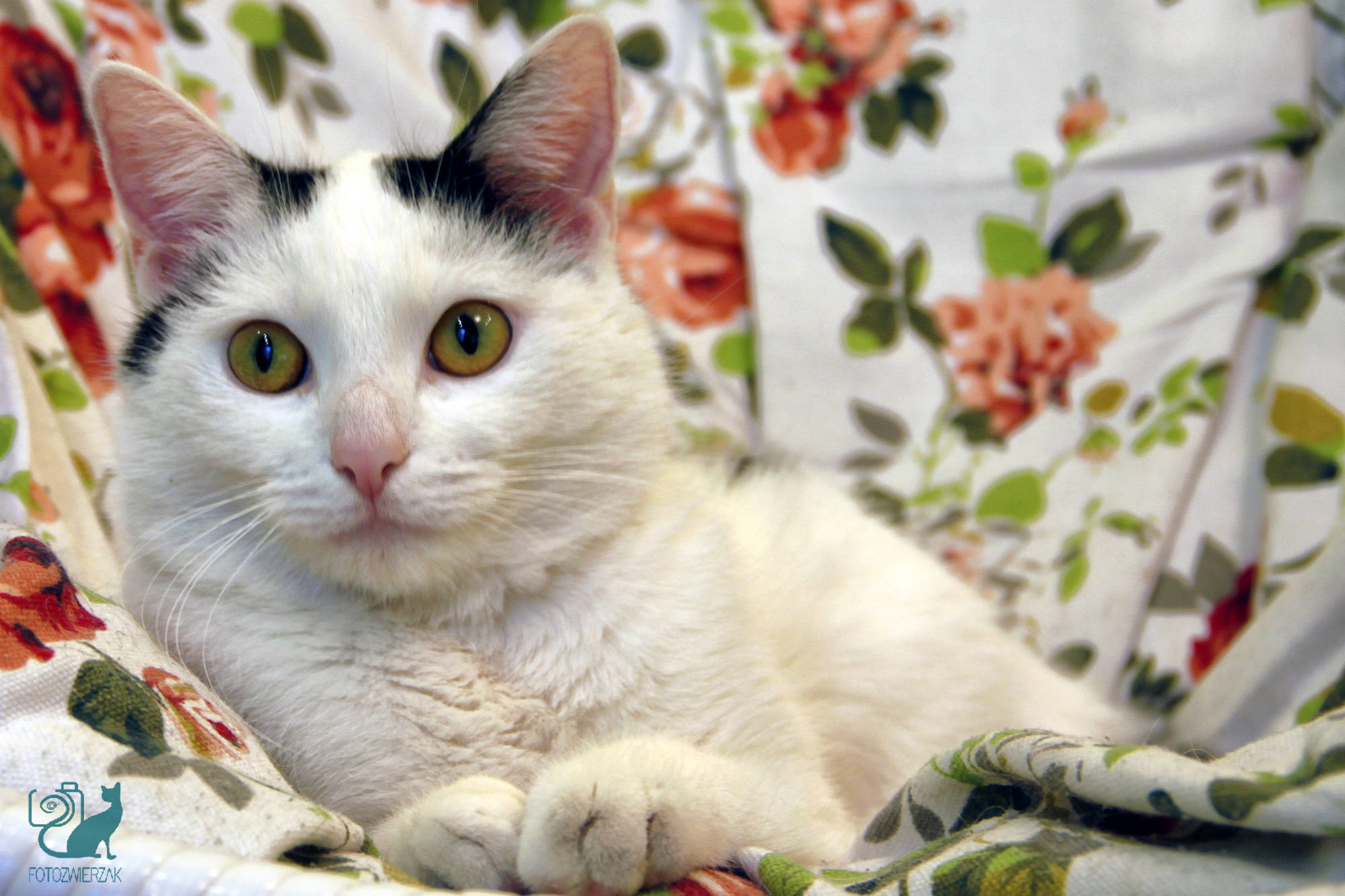 kocia modelka, kotek, biały kot, zabawa z kotem, pozujący kot, kociak, kotka, cat, kocia fotografia, kocia sesja