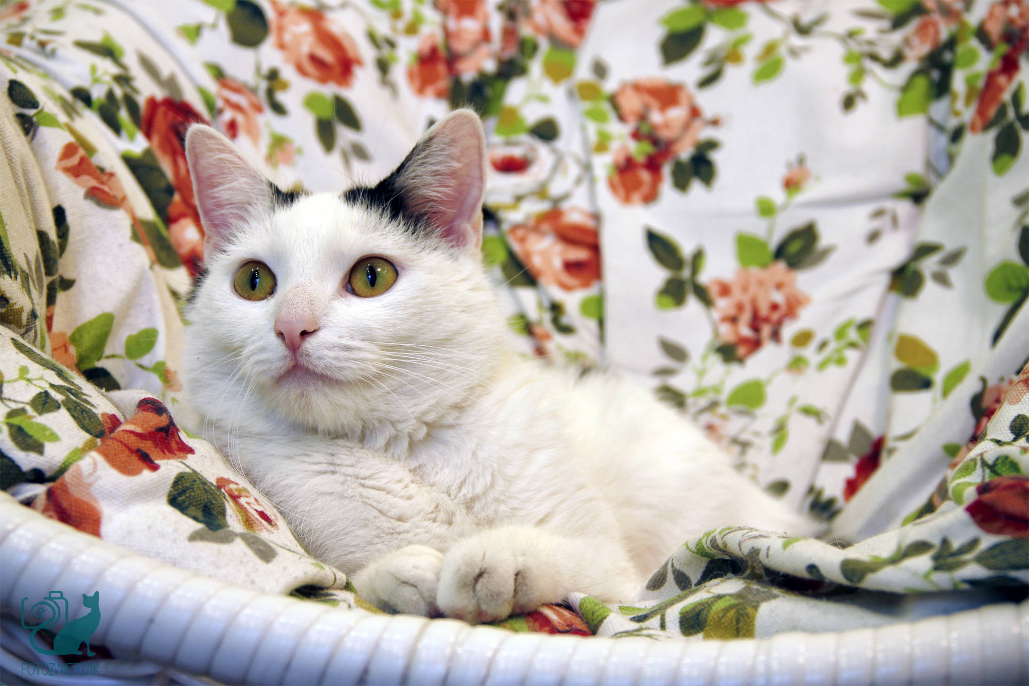 Piękny kot, biały kot, wyluzowany kot, piękne spojrzenie, spoko kot, biały kot z różowym nosem, biały kot zdjęcia