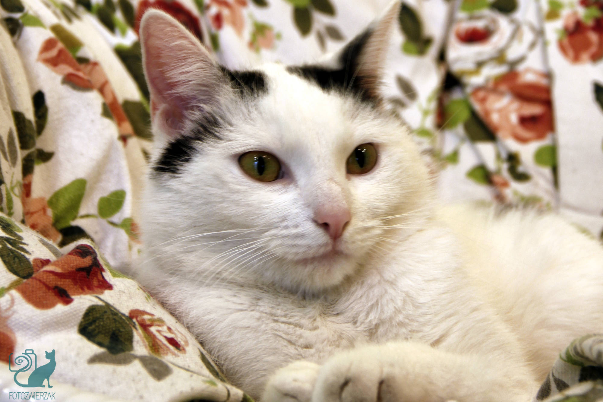 zrelaksowany kot, zrelaksowany biały kot, spoko kot, piękny kot, piękne koty, kot cwaniak, różowy nosek, czarne uszka, śliczny kotek, mały kotek