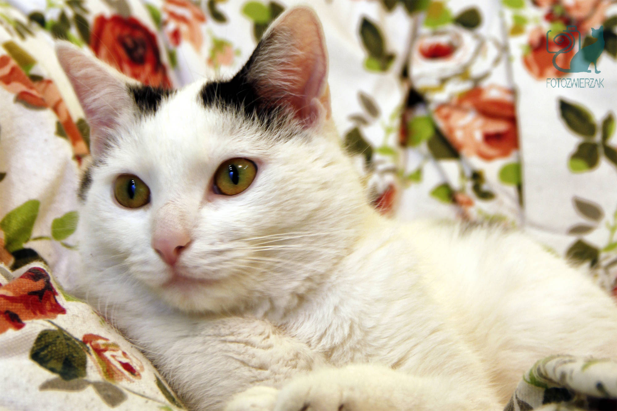 zrelaksowany biały kot, śieszny kot, śmieszne koty, spoko kot, piękny kot, mały kotek, kocia modelka, kot władca świata, luz, wyluzowany kot