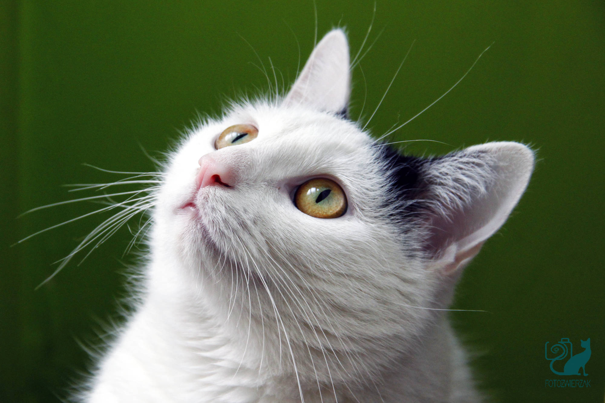 biały kot z żółtymi oczami, rasa europejska, biały kot, kociak, nostalgiczne spojrzenie