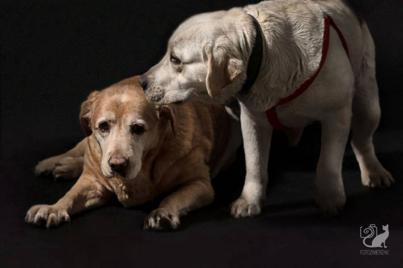 Labradory, sesja fotograficzna dla zwierząt, fotografia zwierząt, fotografia zwierząt w studiu
