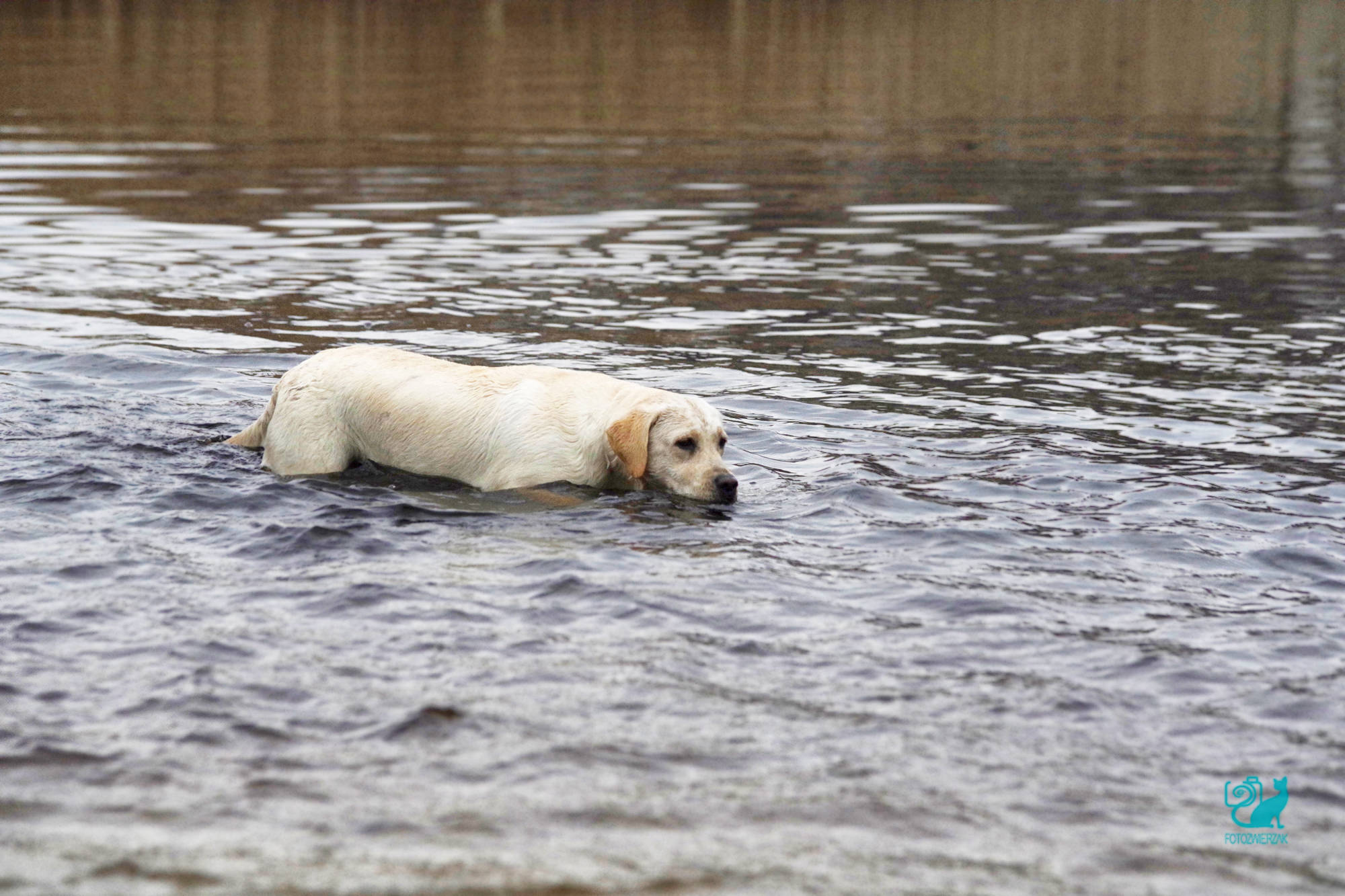 Labrador, żeblador, biały pies, pływający pies, zabawa z psem, zabawa z psem w plenerze, szkolenie myśliwskie, szkolenie myśliwskie dla psów